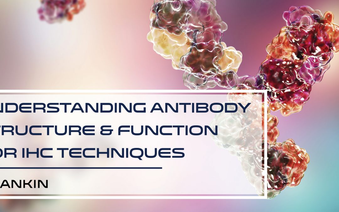#4: Antibodies